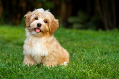 快樂(lè)的橙色小獵犬正坐在草地上