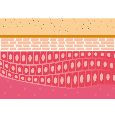 皮膚截面解剖圖