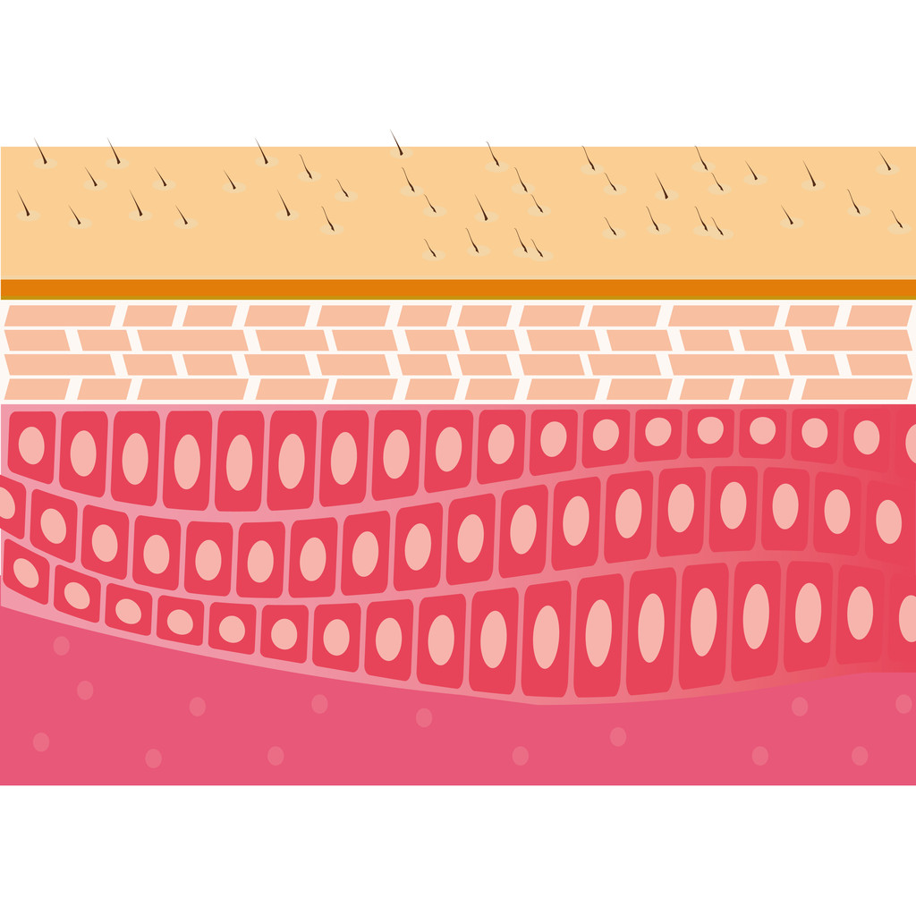 皮肤截面解剖图