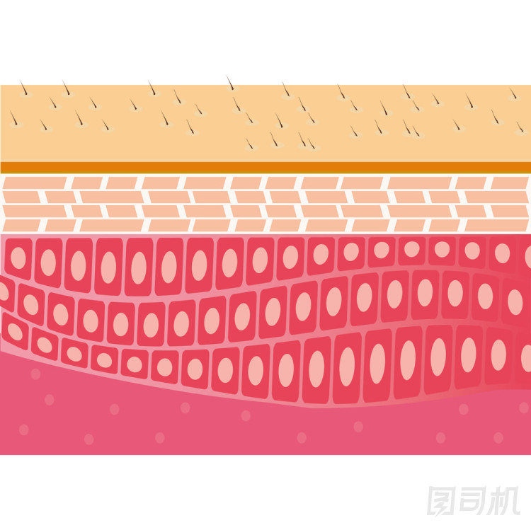 皮膚截面解剖圖