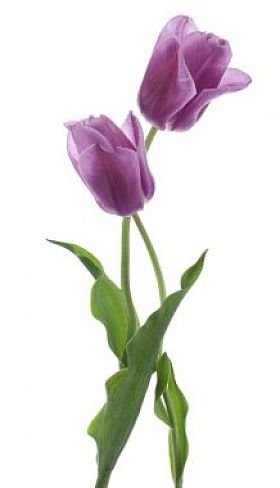 郁金香花