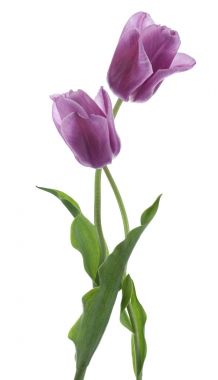 郁金香花
