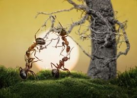 蚂蚁知道玩游戏 科学事实