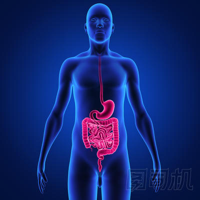 消化系統(tǒng)圖片