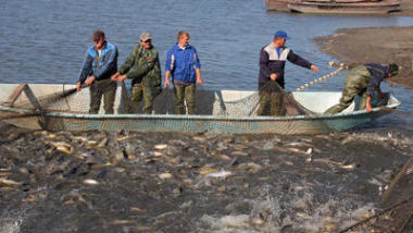 漁民收獲鯉魚前方的圣誕