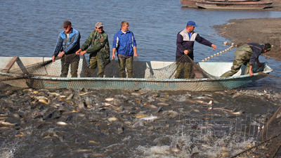 漁民收獲鯉魚前方的圣誕