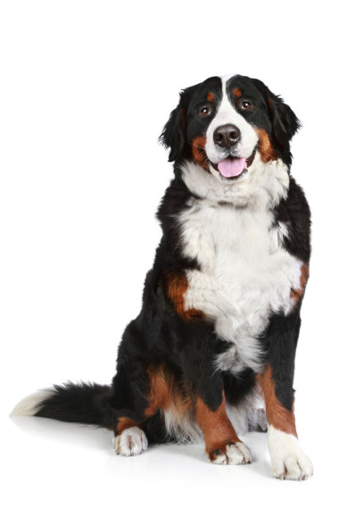 在白色背景上只伯恩山犬圖片