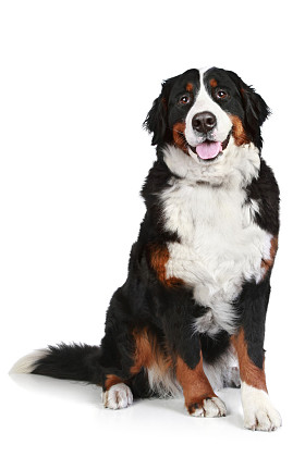 在白色背景上只伯恩山犬图片