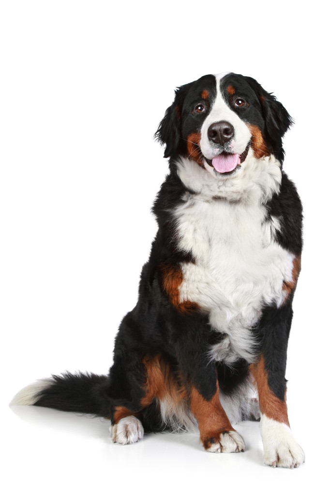在白色背景上只伯恩山犬图片