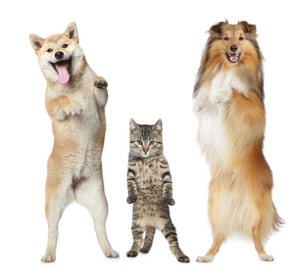 两个狗和猫站在后腿上图片