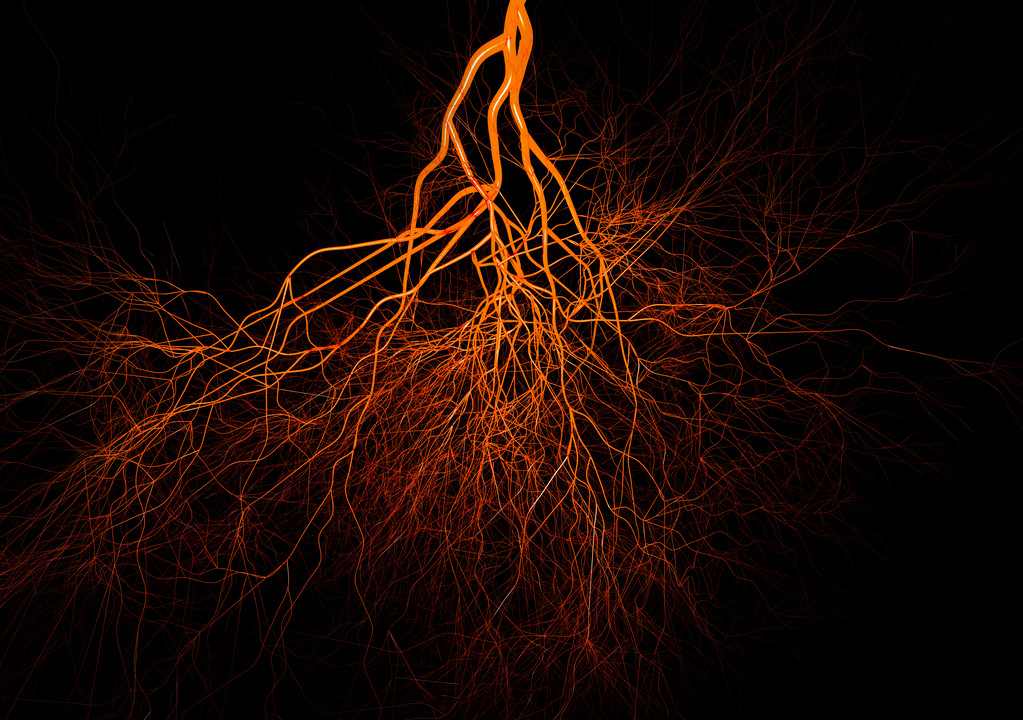 中枢神经或血液系统。医学插图
