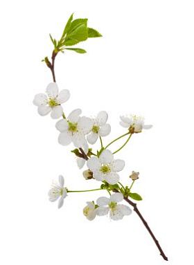 盛开樱花分