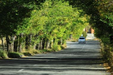 在樹木隧道逼近車
