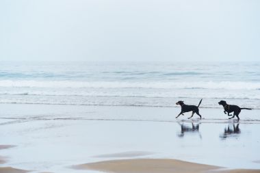 狗在沙滩上玩在一起