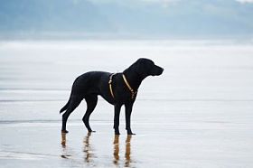 在海滩上的美丽和强大拉布拉