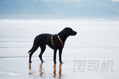 在海灘上的美麗和強大拉布拉