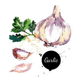 大蒜。手在白色背景上绘制水彩画