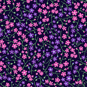 小花紫罗兰.图片