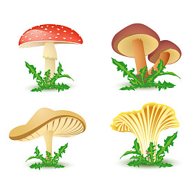 蘑菇矢量照片