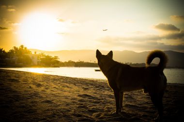 狗海滩看日落.图片