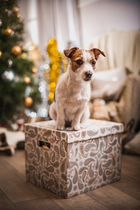 杰克罗素梗犬狗圣诞节，新年