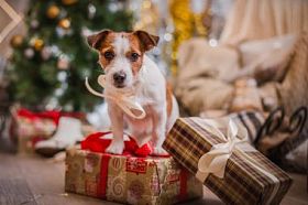 杰克罗素梗犬狗圣诞节，新年