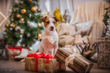 杰克羅素梗犬狗圣誕節(jié)，新年