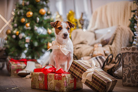 杰克罗素梗犬狗圣诞节，新年