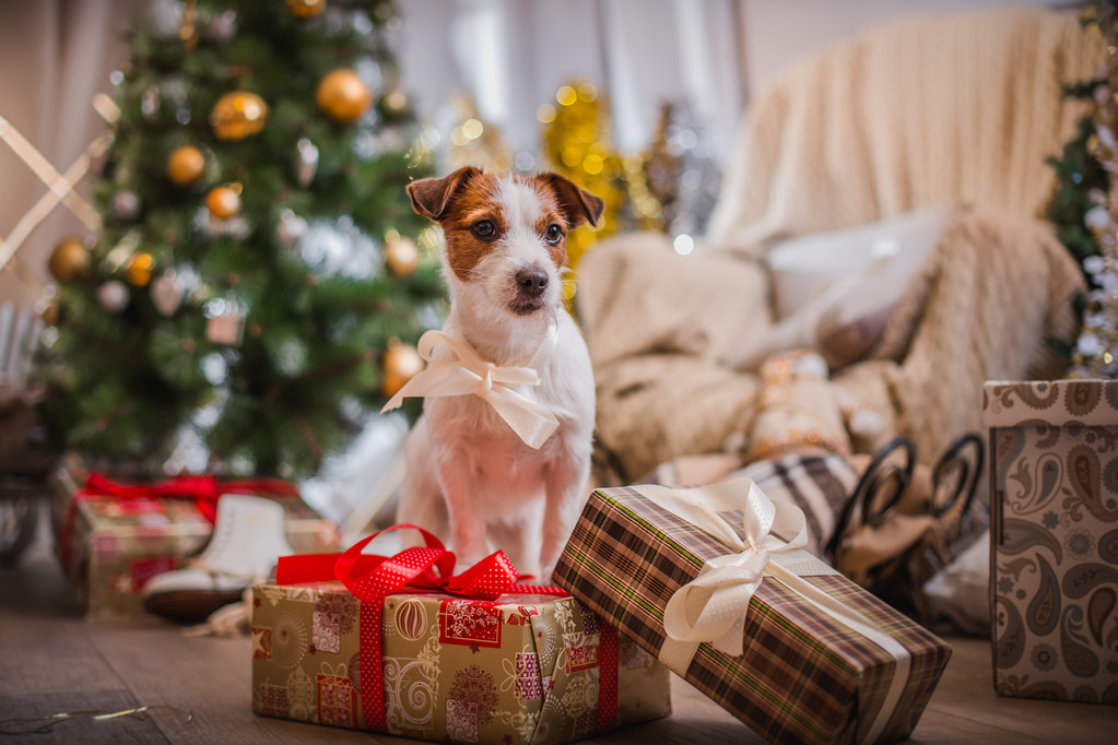 杰克罗素梗犬狗圣诞节,新年 杰克罗素梗犬狗圣诞节,新年
