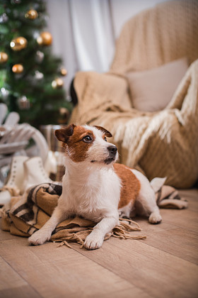 杰克罗素梗犬狗圣诞节，新年