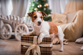 杰克罗素梗犬狗圣诞节，新年