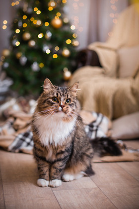 狸花猫戏剧、 爪子、 假日