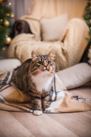 貍花貓戲劇、 爪子、 假日圖片