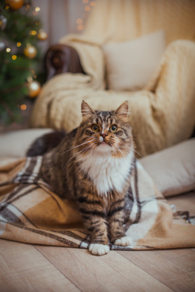 貍花貓戲劇、 爪子、 假日