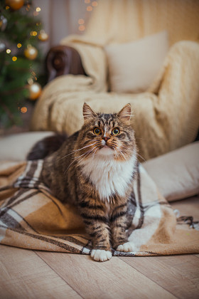 狸花猫戏剧、 爪子、 假日