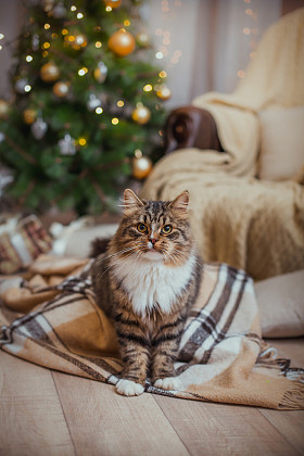 狸花猫戏剧、 爪子、 假日
