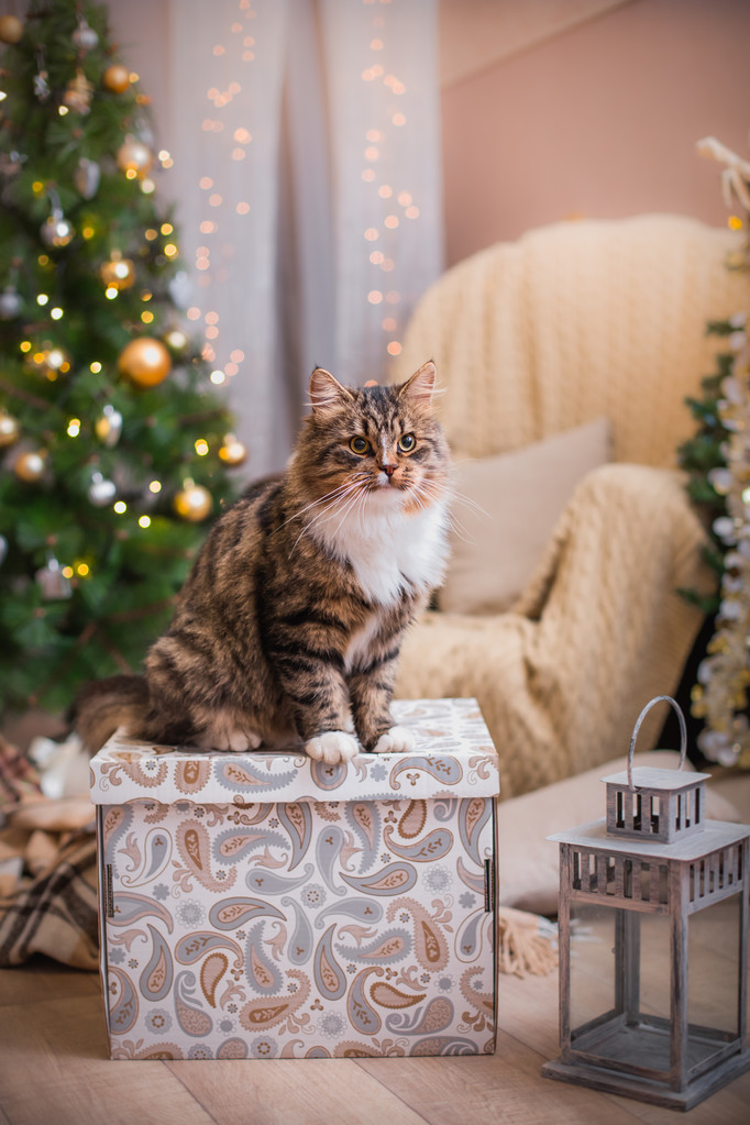 狸花猫戏剧、 爪子、 假日图片