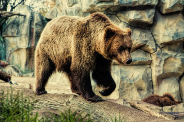 大熊走在他的王国图片