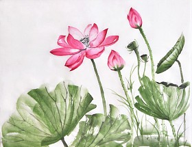莲花花水彩画图片