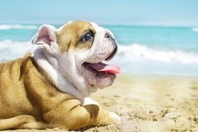 在海的英国牛头犬小狗图片