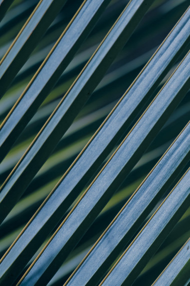 绿色的椰子叶图案图片