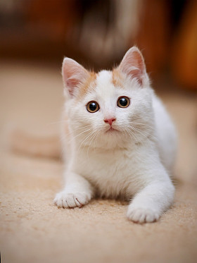 小小猫