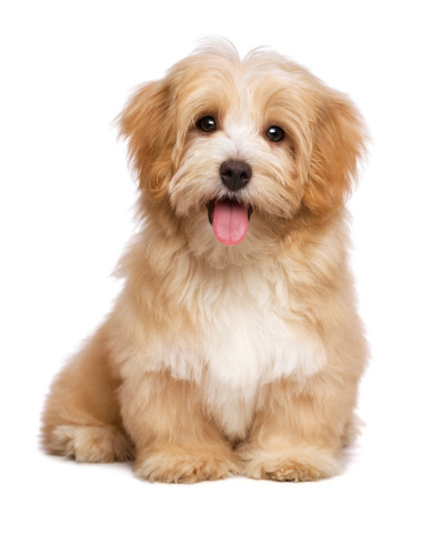 美麗快樂紅色犬種去年成為小狗坐在額葉