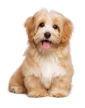 美丽快乐红色犬种去年成为小狗坐在额叶