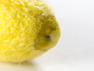 茧丝绸蝴蝶以打