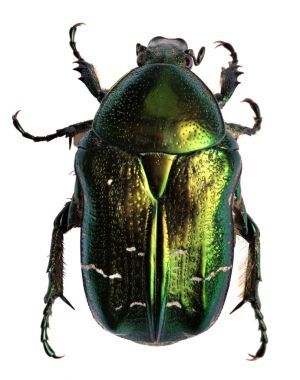 綠色甲蟲。玫瑰金龜子，孤立的白色背景上的 cetonia 子