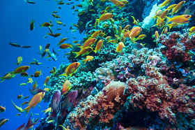 多彩的水下炸礁珊瑚与海绵