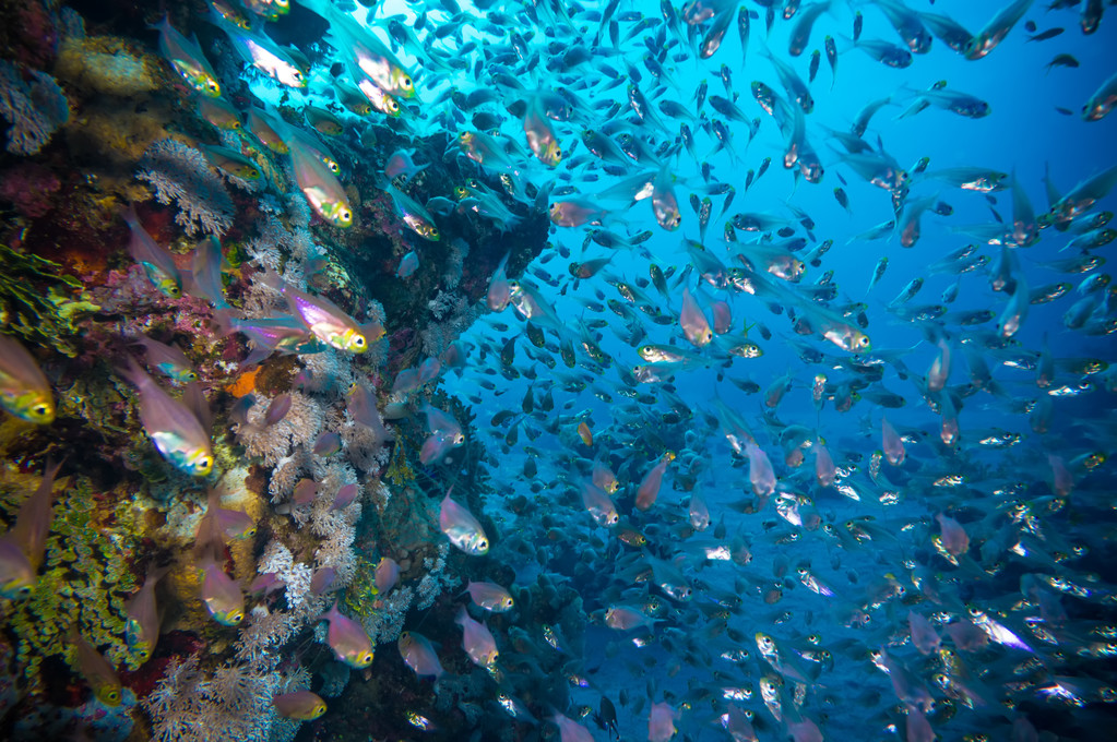 在红色的 sea.egypt 珊瑚和玻璃
