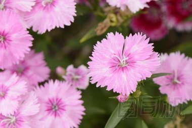 粉紅色的石竹 barbatus 花朵的特寫