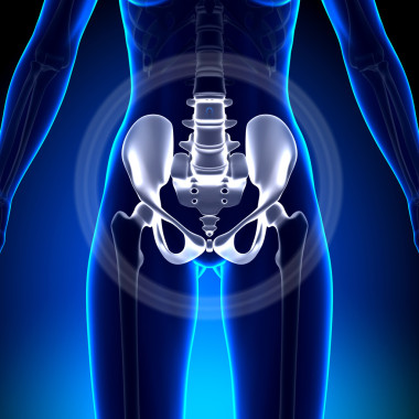 女性臀部、 骶骨、 恥骨、 坐骨、 髂骨-解剖骨